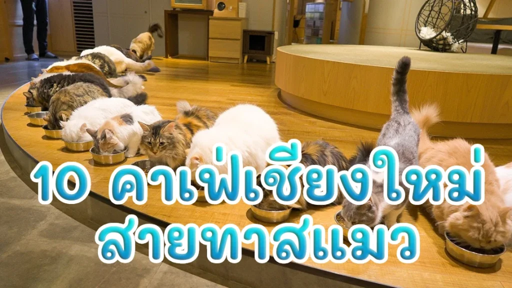 10 คาเฟ่เชียงใหม่ สายทาสแมวห้ามพลาด